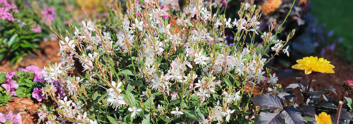 gaura banner.png